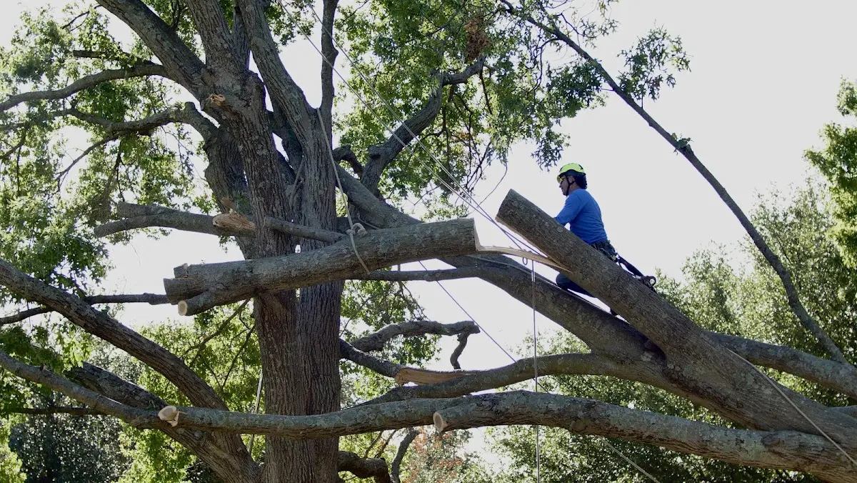 Professional Hazardous Tree Removal performed by certified arborists in Pawnee